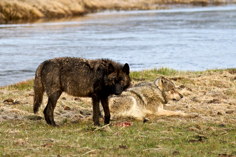 Yellowstone Tours from Jackson Hole | Wildlife & Scenic