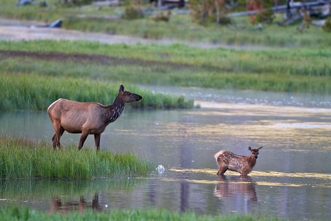 Private Sunset Safari of Grand Teton National Park Grand Teton Wildlife Safari and Scenic Highlights Tour