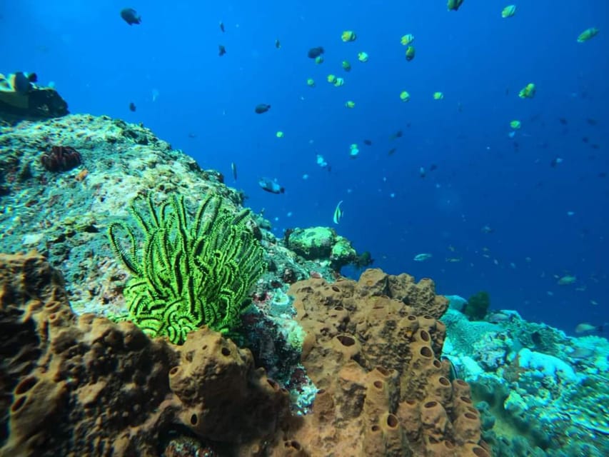 Candidasa : Lo mejor del snorkel 