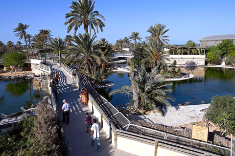 Djerba: Kutschfahrt zum Krokodilpark.