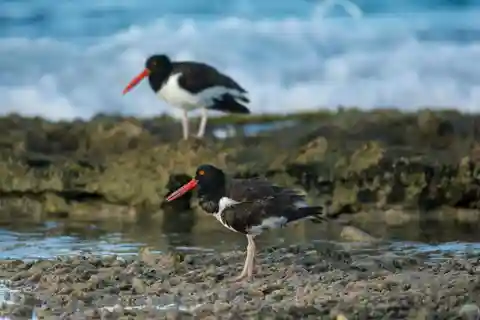 Lima silvestre: visita guiada a um refúgio natural no rio Rímac