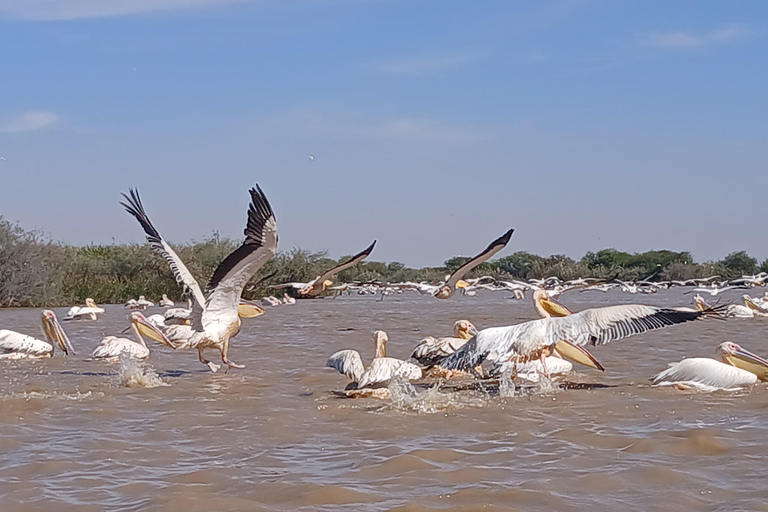 Djoudj Bird National Park Tour Djoudj Birds National Park Tour