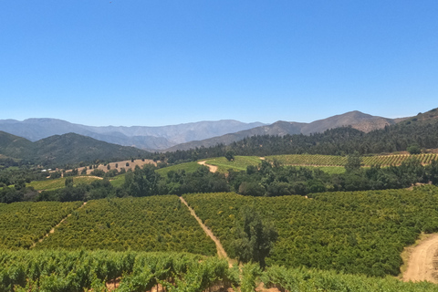 Curacaví Valley: Private Wine Tour of Viña Lopez Pangue and El Cuadro Curacaví Valley: Private Wine Route Tour - Viña Lopez Pangue and El Cuadro