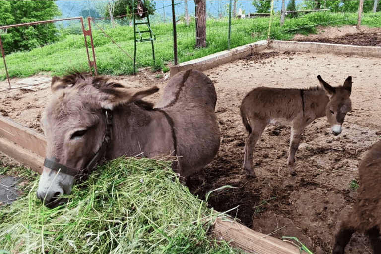 From Budva: Tour of Donkey Farm
