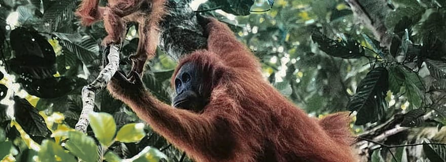 Depuis Medan : 6 heures de trekking pour Orang Utan au Mont Leuser