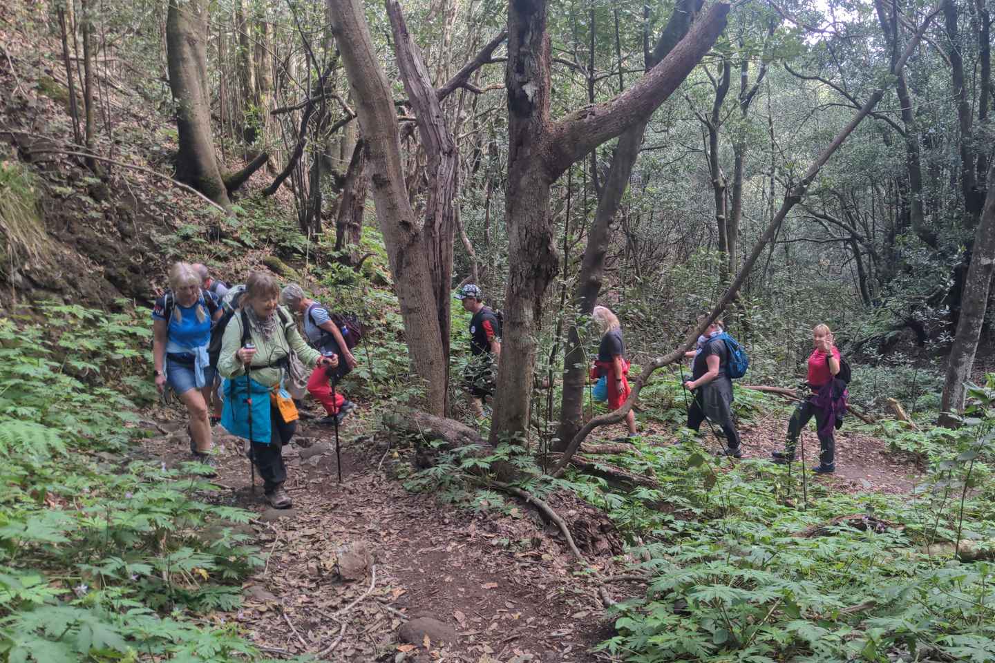 Tenerife: Panoramic Laurel Forest Guided Hike and local food