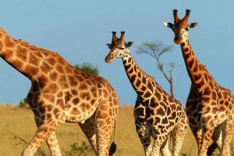 11 Days Luxury Best of Uganda Safari