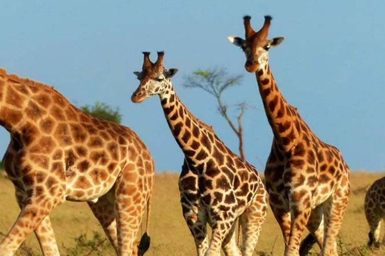 11 Days Luxury Best of Uganda Safari