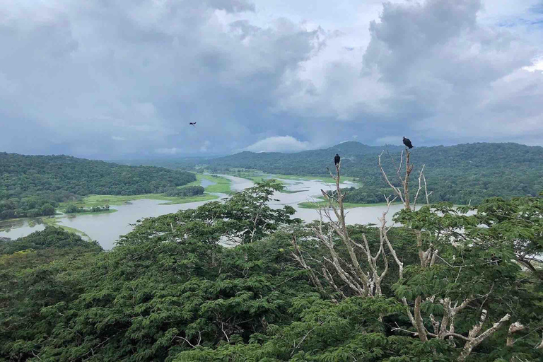Panama : Buffet, tramway aérien, excursion en bateau à Gatun, sanctuaire des paresseuxPanama : Tram aérien, tour en bateau à Gatun et sanctuaire des paresseux