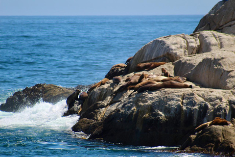 From Santiago: Full-Day Tour of Viña del Mar and Valparaiso