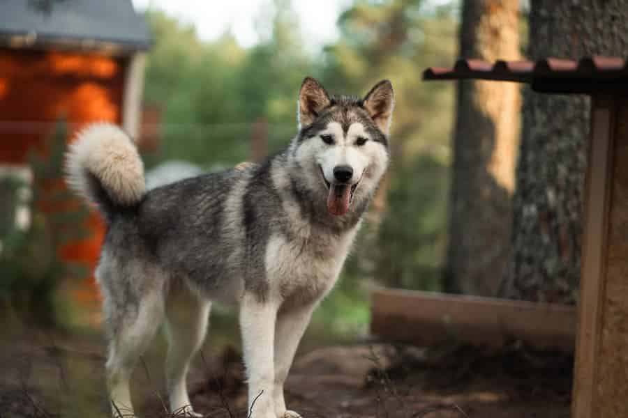Husky Wanderung mit anschließendem Lagerfeuer nahe Skellefteå. Foto: GetYourGuide
