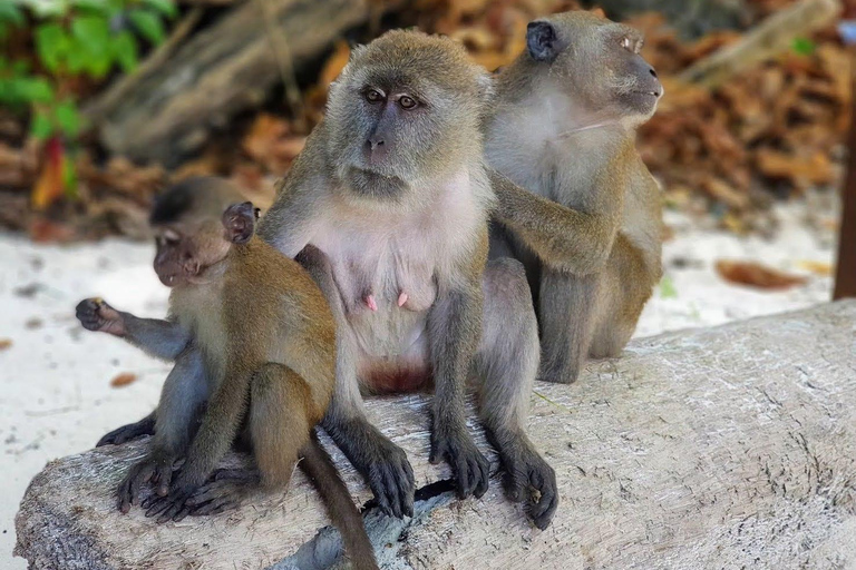 Krabi to Phi Phi Cove: Speedboat & Longtail Island Combo The Essentials