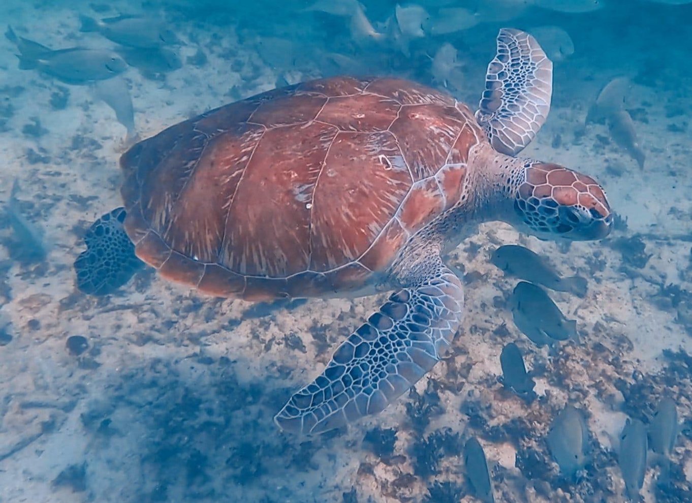 Tulum: 2-timers snorkling på to steder af Tulums rev
