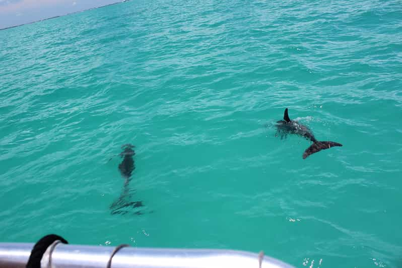 Miami to Key West Shuttle: Dolphin, Snorkeling & More | GetYourGuide