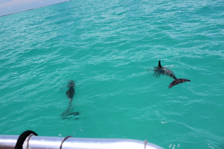 Navette de Miami à Key West : Dauphin, plongée en apnée et plus encoreNavette Key West avec découverte des dauphins et plongée en apnée