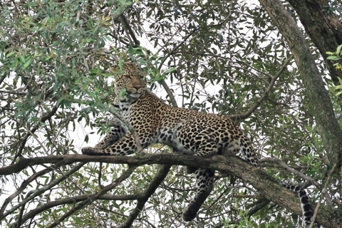 Visite d&#039;une demi-journée du parc national de Nairobi