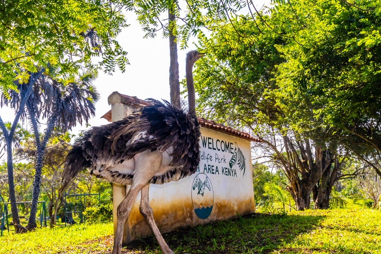 Exploring Nature's Treasures: A Private Day Trip in Diani Exploring Nature's Treasures: A Day Trip in Diani