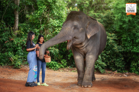 Phuket: Elephant Jungle Sanctuary Ethical Feeding Experience