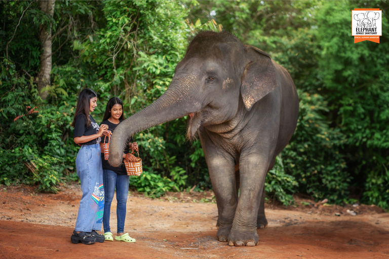 Phuket: Elephant Jungle Sanctuary Ethical Feeding Experience