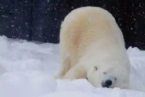 Hokkaido Asahiyama Zoo, Shikisai No Oka, Ningle Terrace Tour