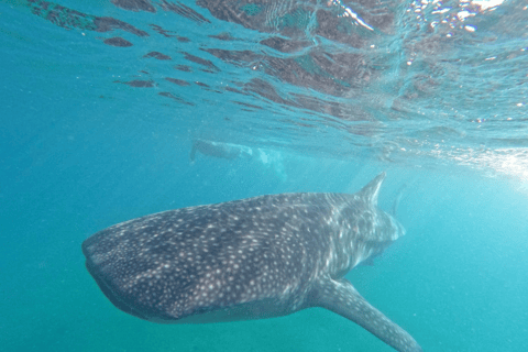 La Paz: Whale Shark Swim Tour with Snorkel Gear & Photos