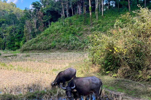 Chiang Mai: Elephant Sanctuary &amp; Jungle Trek w/ WaterfallSanctuary,Trekking,waterfall and bamboo rafting