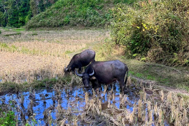 Chiang Mai: Elephant Sanctuary &amp; Jungle Trek w/ WaterfallSanctuary,Trekking,waterfall and bamboo rafting