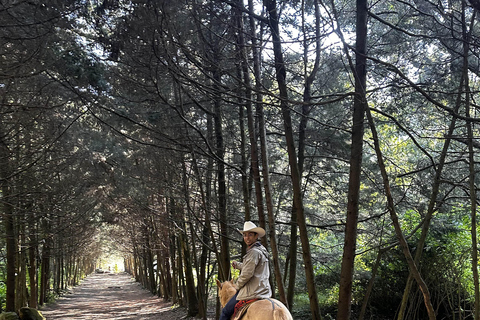 LA MEILLEURE ÉQUITATION AVEC DES COW-BOYS PROFESSIONNELS