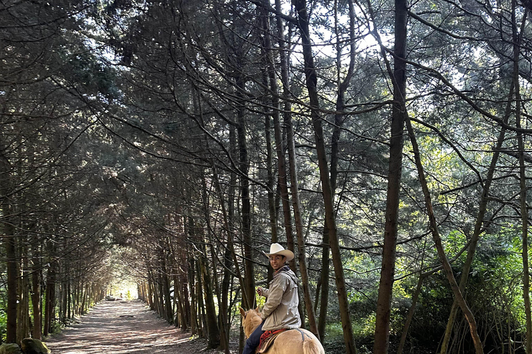 LA MEILLEURE ÉQUITATION AVEC DES COW-BOYS PROFESSIONNELS
