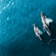 Brisbane: Whale Watching and Marine Life Helicopter Tour