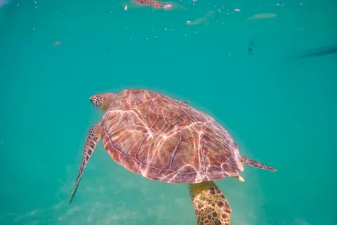 Akumal: yalku lagoon and snorkeling with turtles