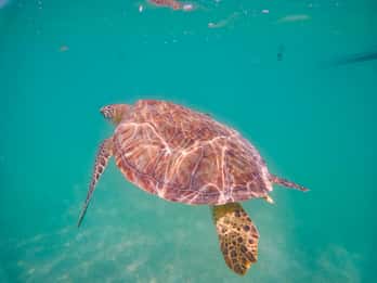 Akumal: yalku lagoon and snorkeling with turtles