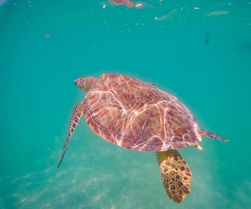 Akumal: laguna yalku y snorkel con tortugas