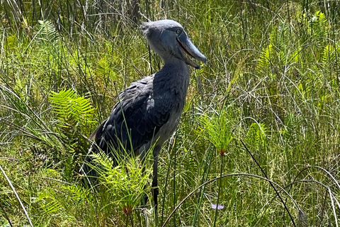 Mabamba Swamp shoebill and birding tour (Female led) Mabamba Swamp shoebill and birding tour(Female led)