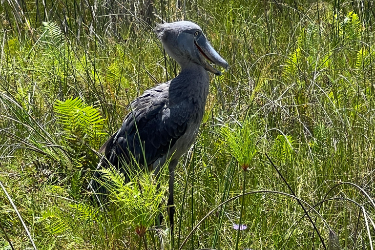 Mabamba Swamp shoebill and birding tour (Female led) Mabamba Swamp shoebill and birding tour(Female led)
