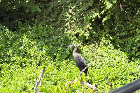 Bentota: River Boat Safari and Tuk-Tuk Ride with Pickup-Drop