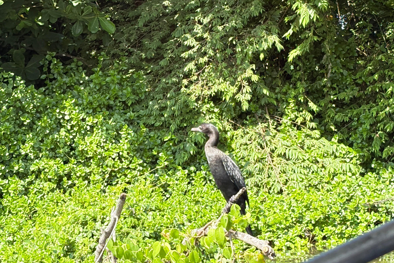 Bentota: River Boat Safari and Tuk-Tuk Ride with Pickup-Drop