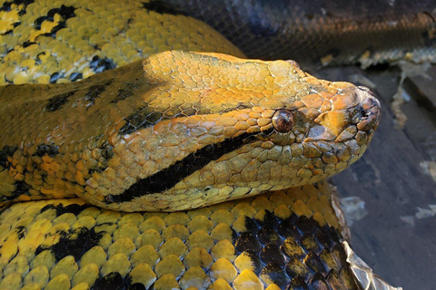 excursión de un día por el río amazonas.Visita Guiada en el Río Amazonas