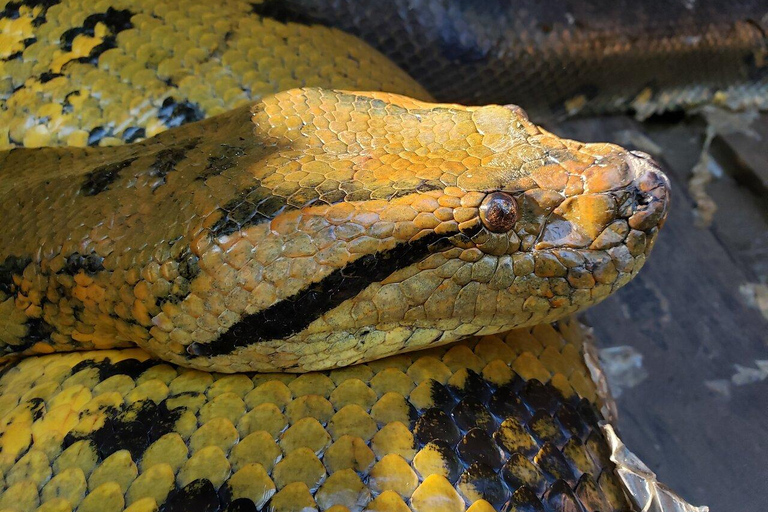 day trip on the amazon river. Visita Guiada en el Rio Amazonas