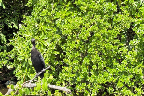 Bentota: River Boat Safari and Tuk-Tuk Ride with Pickup-Drop