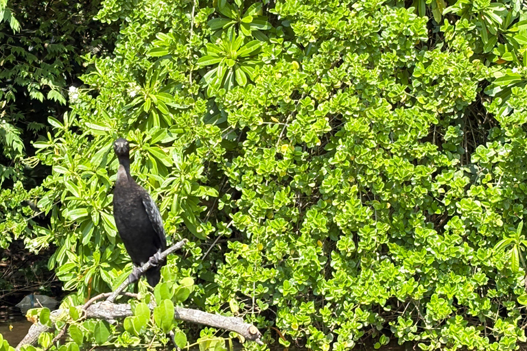 Bentota: River Boat Safari and Tuk-Tuk Ride with Pickup-Drop