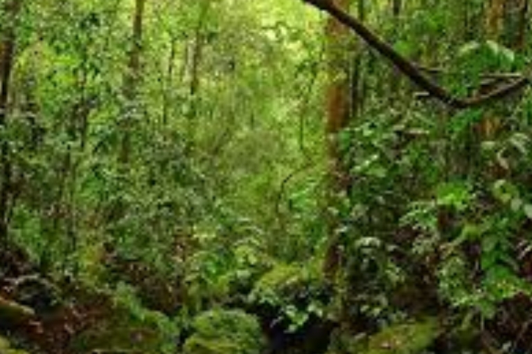 Eksploracja lasu Hiyare podczas wędrówki z przewodnikiem przyrodniczym