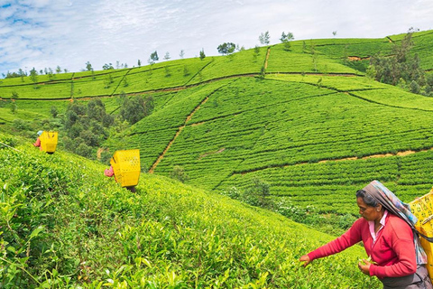 Nuwara Eliya to Kandy: Transfer with Waterfall & Tea Tour