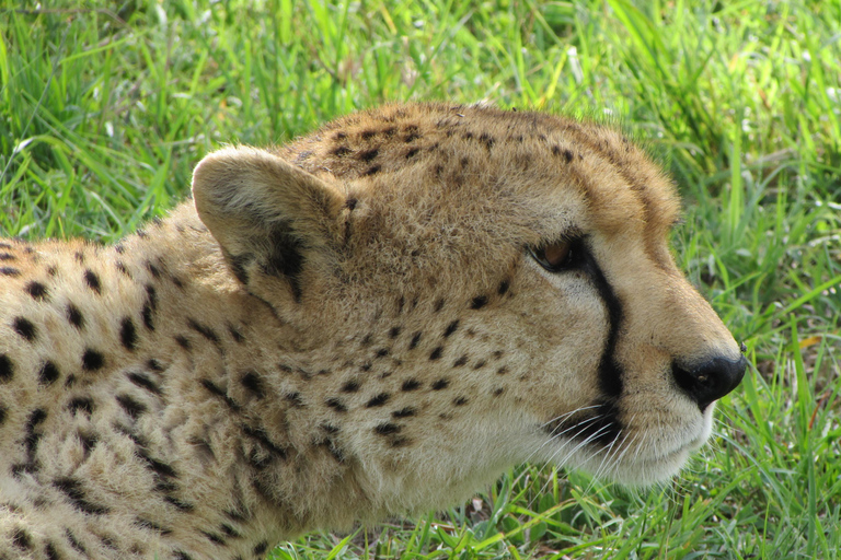 From Nairobi: 5-Day Samburu and Meru National Parks Safari