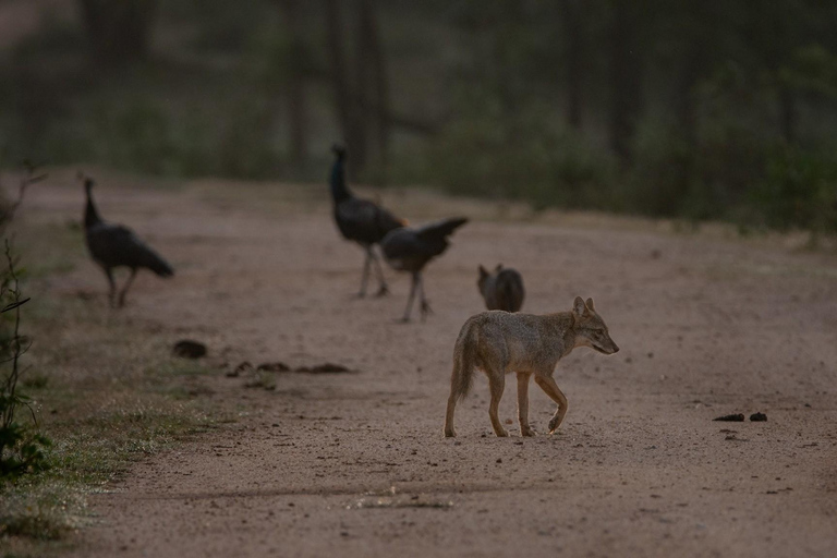 Yala nationalpark: Privat heldagssafari (04:00-18:00)