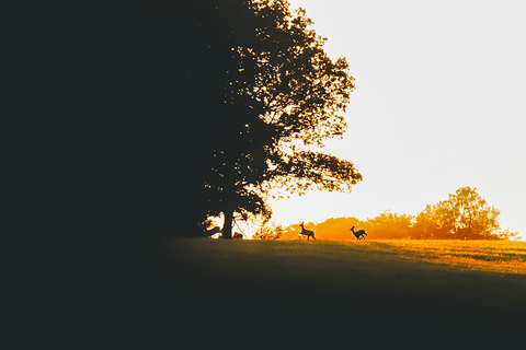 Ze Sztokholmu: Wildlife Safari z kolacją przy ognisku