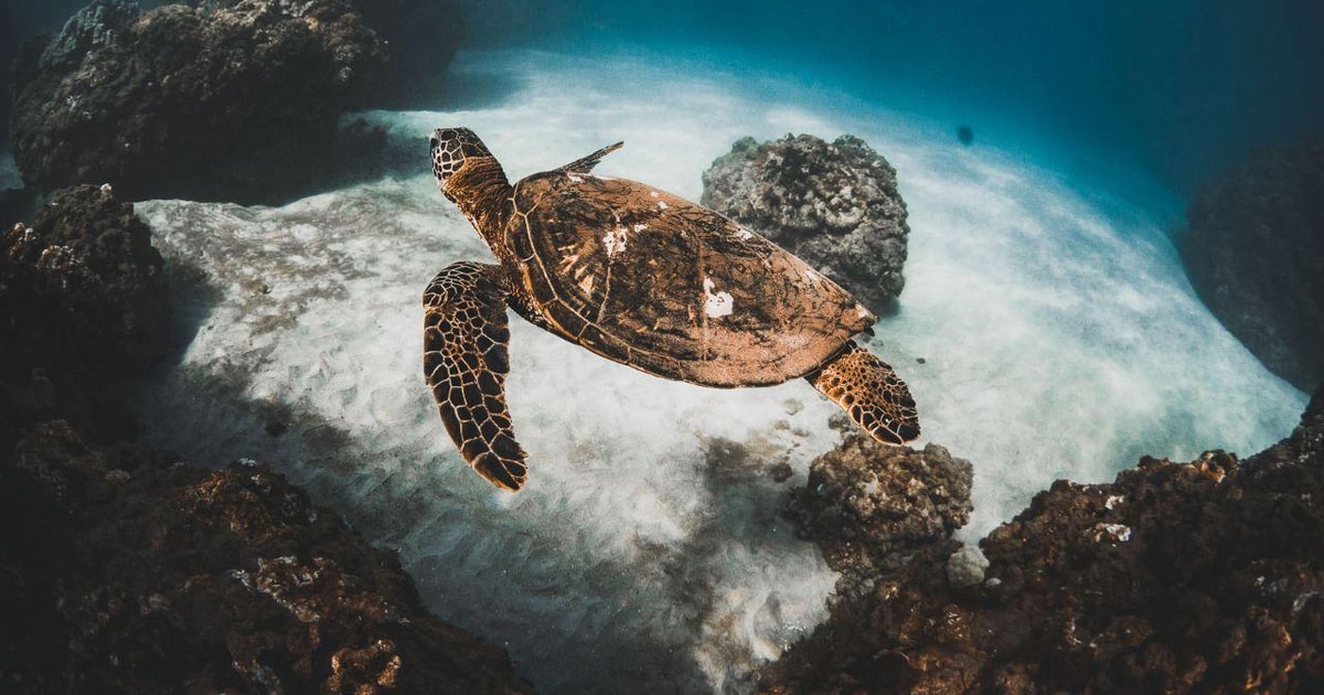 Alii Nui Afternoon Turtle Snorkel GetYourGuide