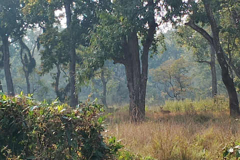 3 Noches 4 Días Parque Nacional de Chitwan con Estancia Nocturna en la Torre