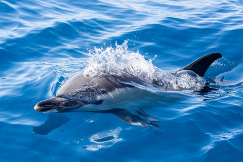 São Miguel : Observation des baleines et nage avec les dauphins sauvages - Journée complète