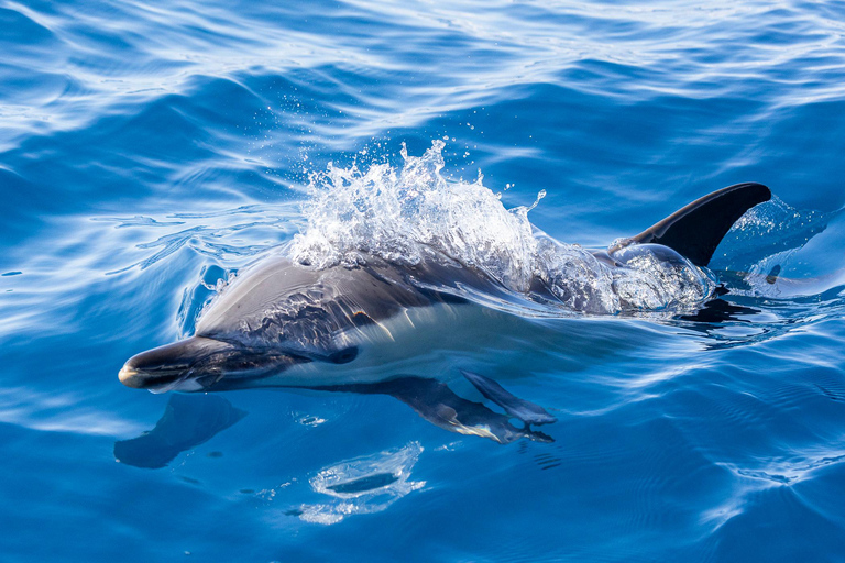 São Miguel : Observation des baleines et nage avec les dauphins sauvages - Journée complète
